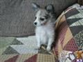 Papillon